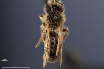 Media type: image;   Entomology 770265 Aspect: habitus dorsal view